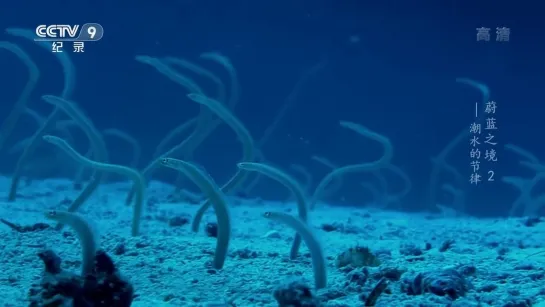 🐳🐟🐋Лазурное Царство ''ВэйЛань Чжи Цзин'', документальный фильм (часть 02, эпизод 02)。