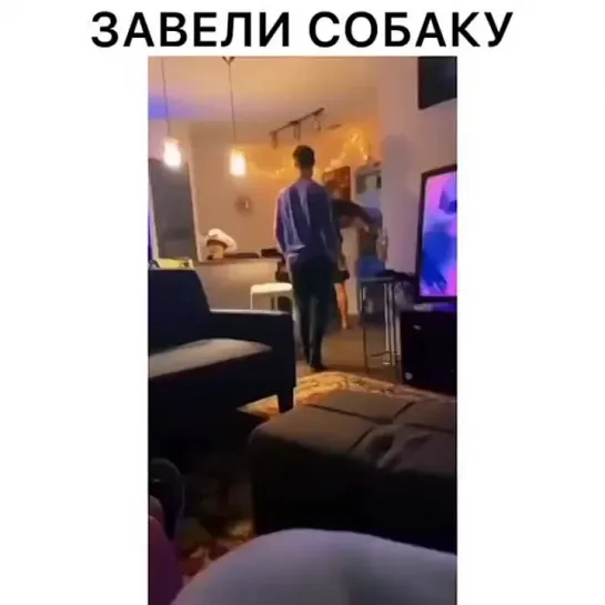 Завели собаку