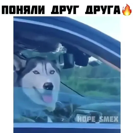 Абсолютное понимание