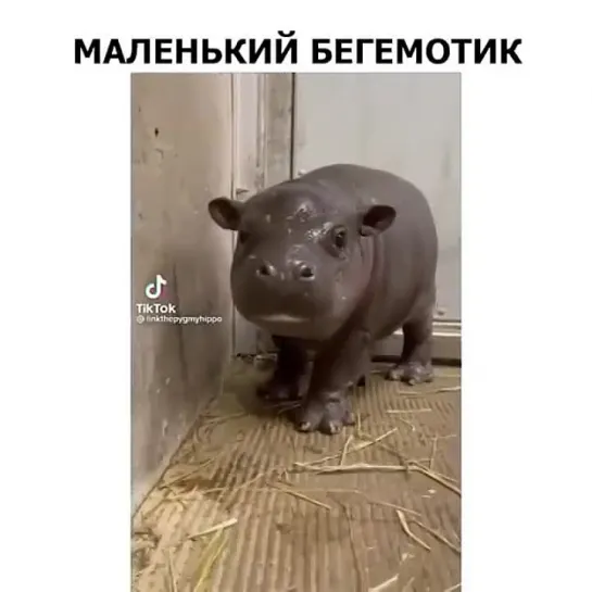 Бегемотик