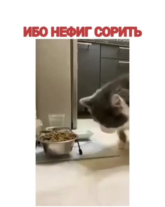 Вредный кот