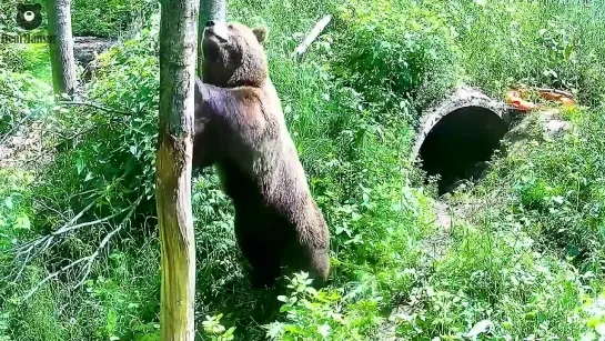 Это дерево тут лишнее подумал Мансур и завалил его на забор. Минус одна камера.🐻😦