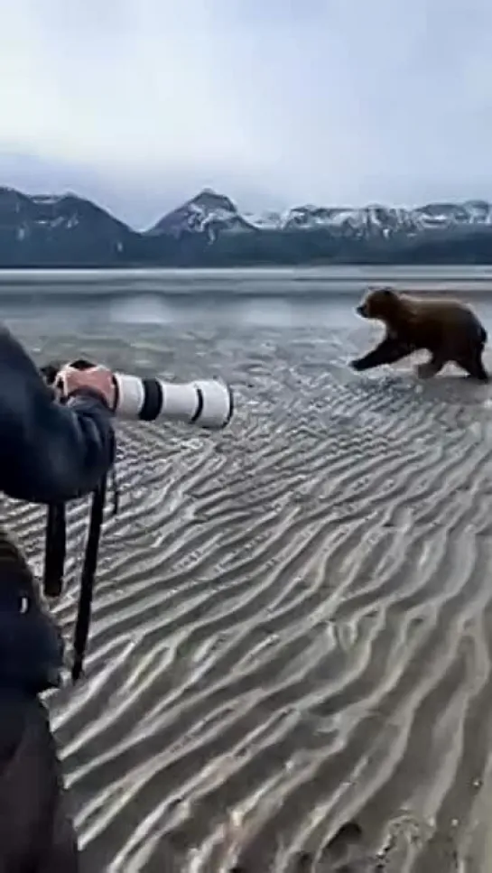 Медведь напал на фотографов