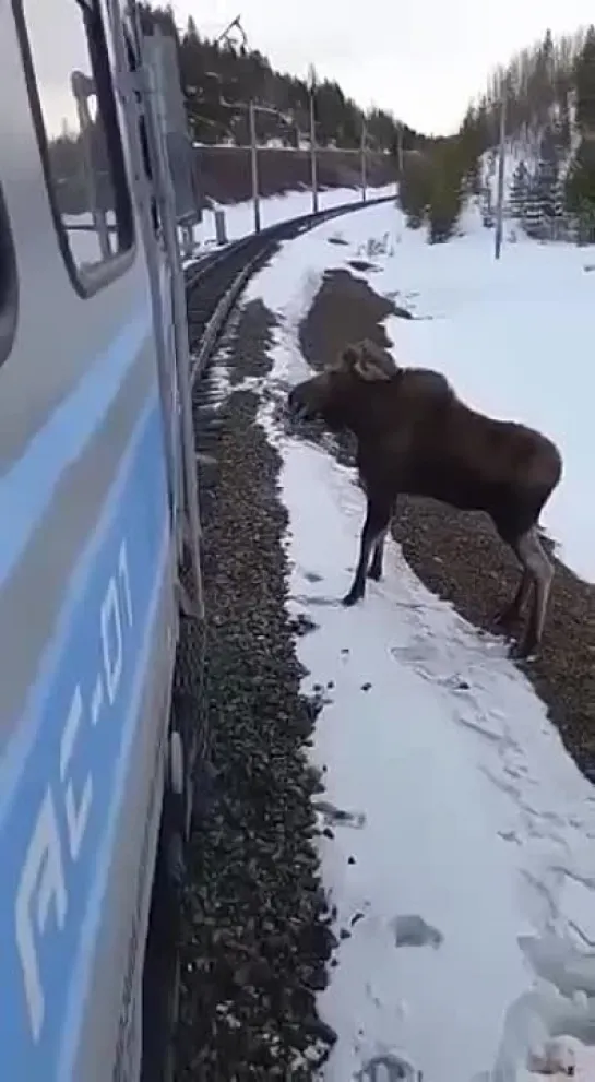 Лось в себя поверил