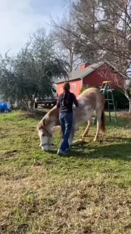 Как можно забираться на лошадь. ))) НЕ ПОВТОРЯТЬ.