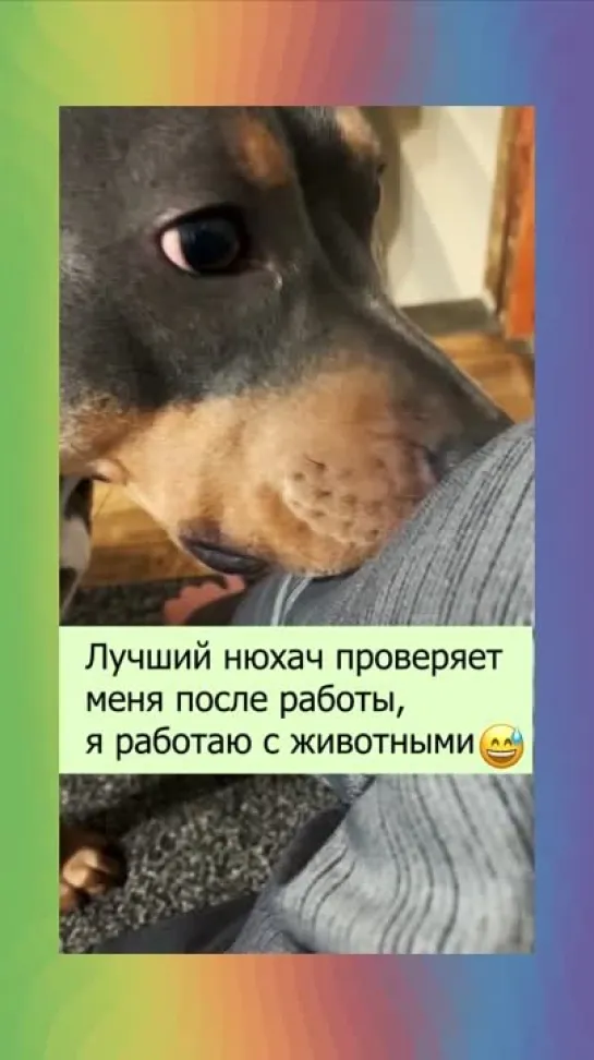 Собака нюхач 🐶