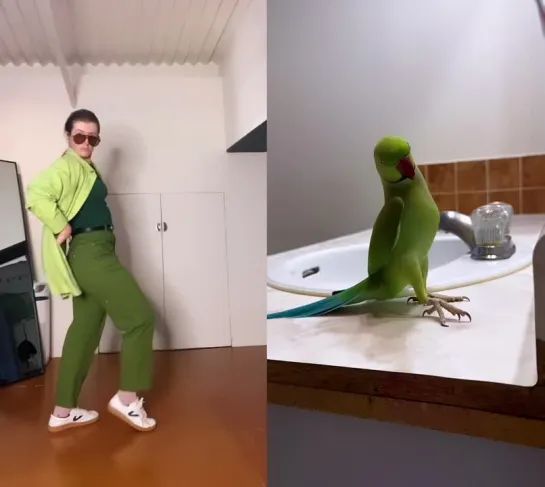 Танец попугая 🦜