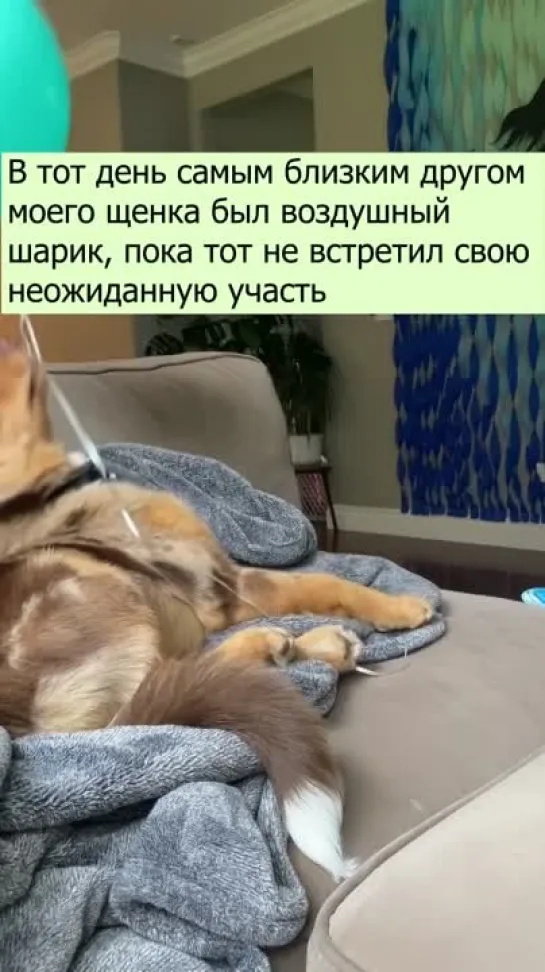 Собака и ее верный друг шарик 🐶