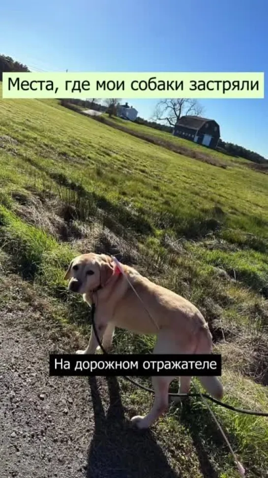 Мы просто застряли 🐶🐕