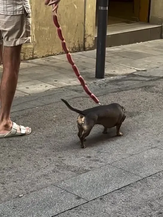 Оригинальный поводок у таксы 🌭🐶