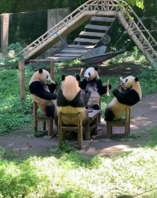 Панды на стульчиках 🐼