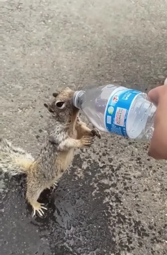 Белка просит воду у людей 💦