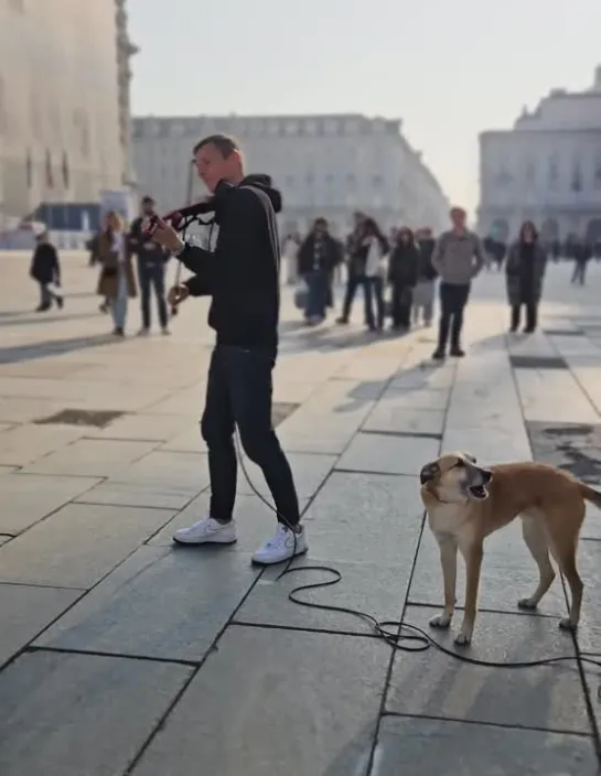 Песик и уличный музыкант 🐶