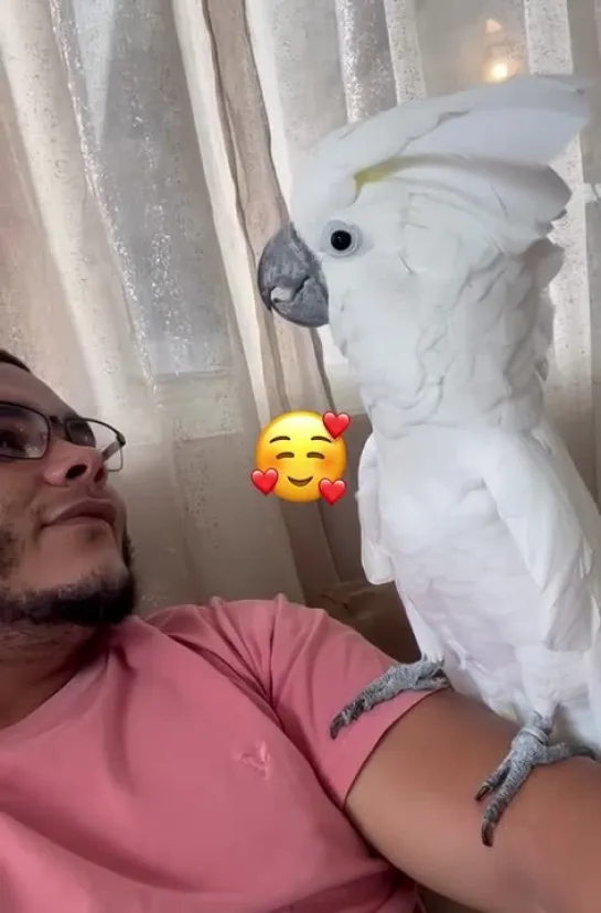 Какаду и его чувство ритма 🦜😲