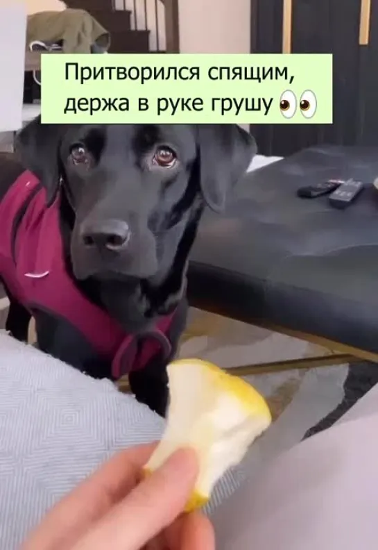 Тихо стибрил грушу 🐶