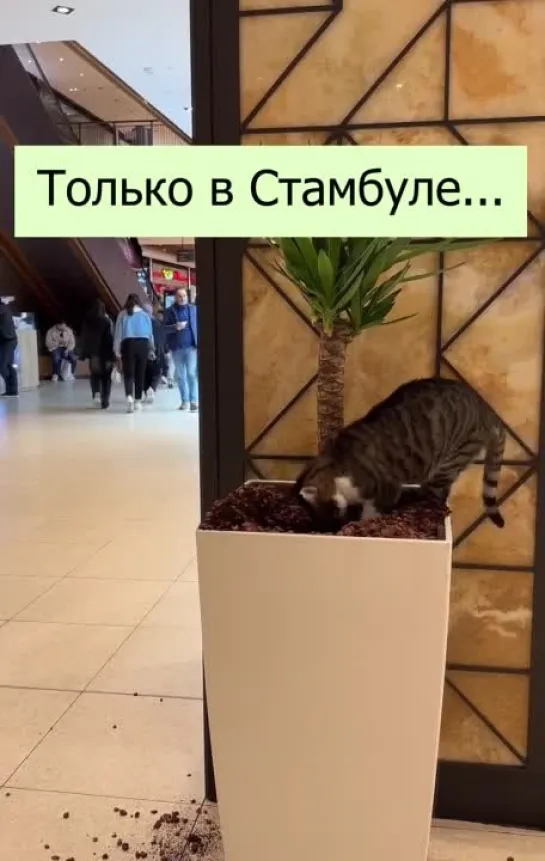 Кот сходил в туалет в ТЦ 🐈