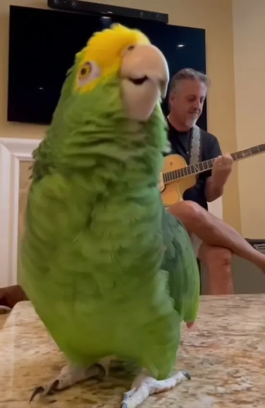 Поющий попугай 🦜🎸