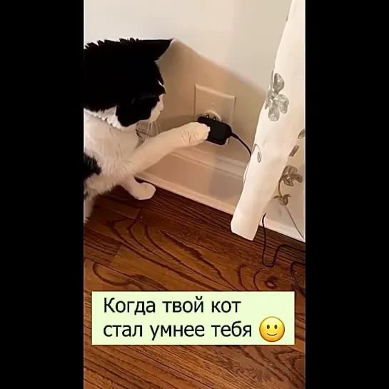 Кот с 200 IQ