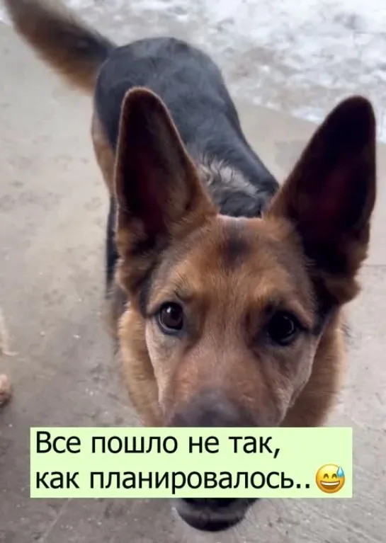 Все пошло не по плану 🐶