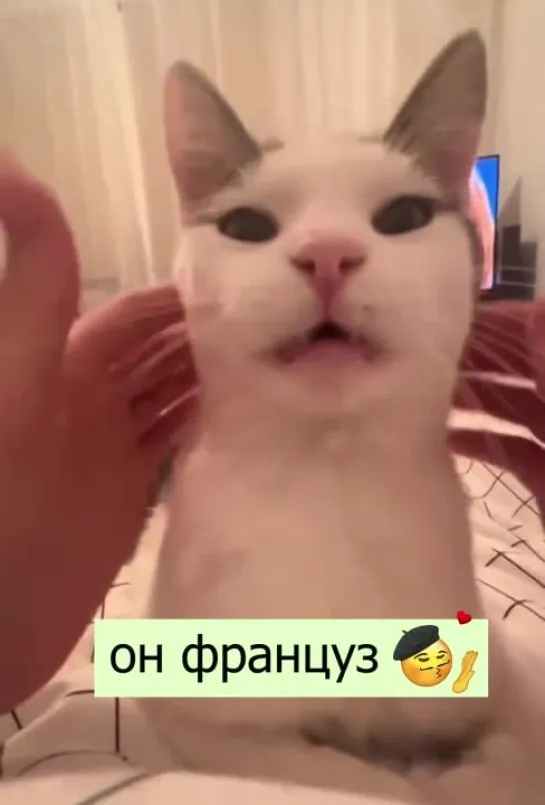 Кот француз 🥖