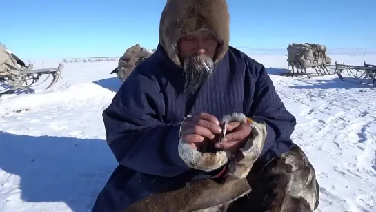 Жизнь северных кочевников зимой. Жизнь в уральских горах и в тундре.