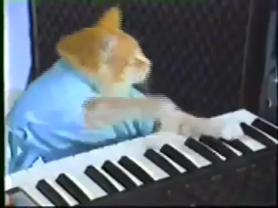 PIANO CAT