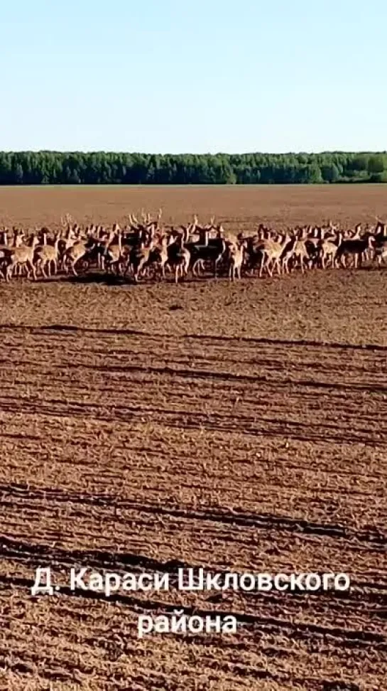 Шкловский район.mp4