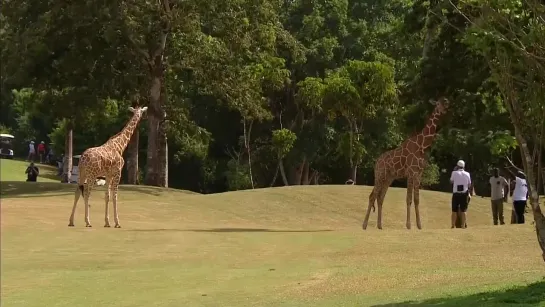 🦒🦒 Турнир по гольфу был прерван из-за жирафов