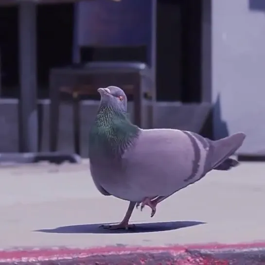 Pigeon