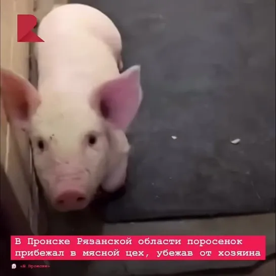 🐷 В рязанском Пронске поросенок пришел в мясной цех, убежав от хозяина.