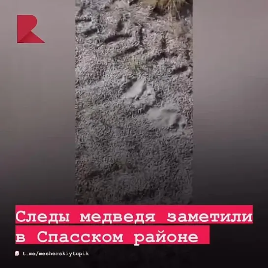 🐻 Жители Спасского района Рязанской области заметили медвежьи следы на дороге.