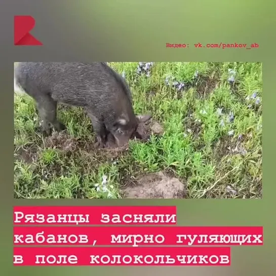 🐗 Жители Рязани стали свидетелями удивительного зрелища: стадо кабанов мирно прогуливалось среди цветущих колокольчиков.