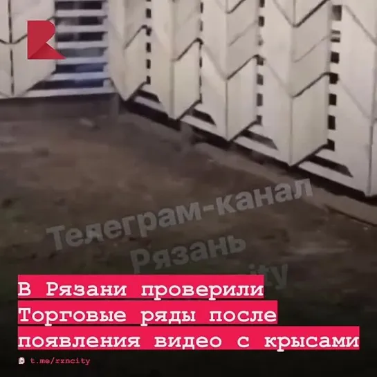 🐀 В Рязани после появления видео с крысами у Торговых рядов администрация провела беседу с руководством комплекса.