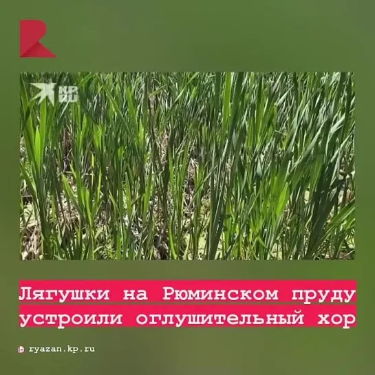 🐸 На Рюминском пруду в ЦКПиО начался весенний период размножения лягушек.