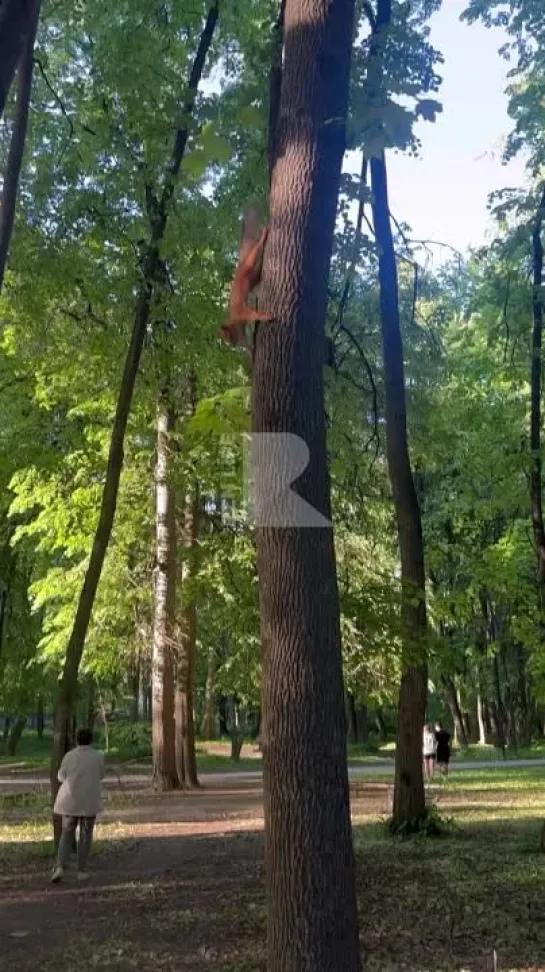 🐿️ Прекрасная белочка в ЦПКиО 

Автор видео @ryazan_official.