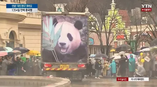 Южнокорейцы горькими рыданиями провожают панду Фук Бао, которая возвращается в Китай