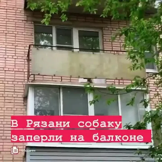 ❗️От подписчицы 

🐶 Касимовское шоссе, 13, 3 этаж. Каждый день с утра до глубокого вечера воет собака, она долбится в балконную