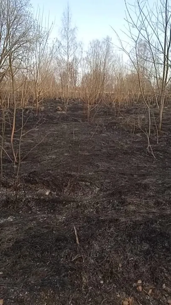 Коломна, парк 50 лет Октября. 17.04.21.