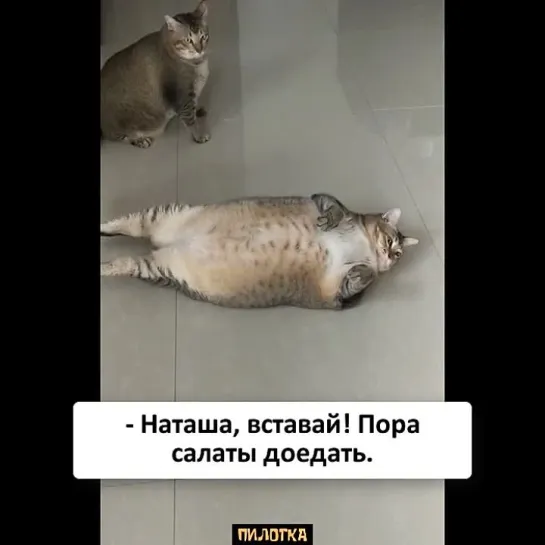 ПИЛОТКА