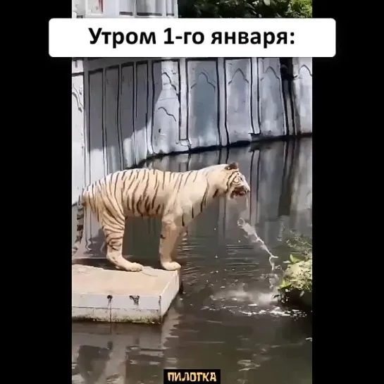 ПИЛОТКА