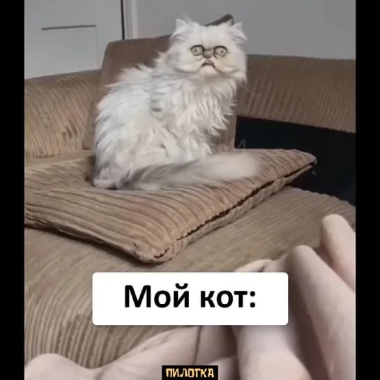 ПИЛОТКА