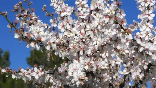 Цветение миндаля. ИБИЦА | Almond blossom. IBIZA | Almendros en flor. IBIZA