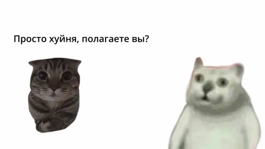 коты ведут диалог о высоком