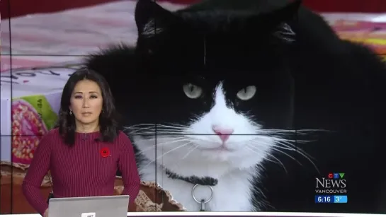 Shop cat barred from Vancouver grocery store