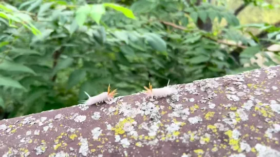 Cursed Caterpillar Communication