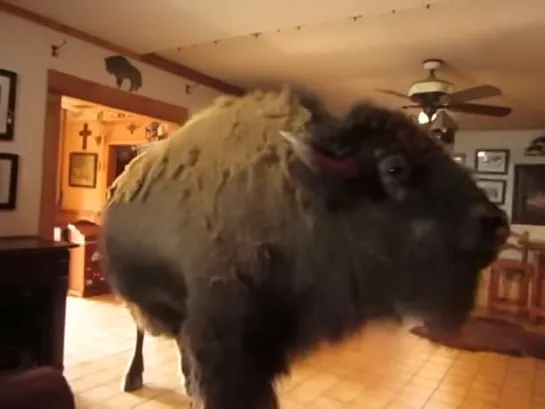 buffalo pees in house