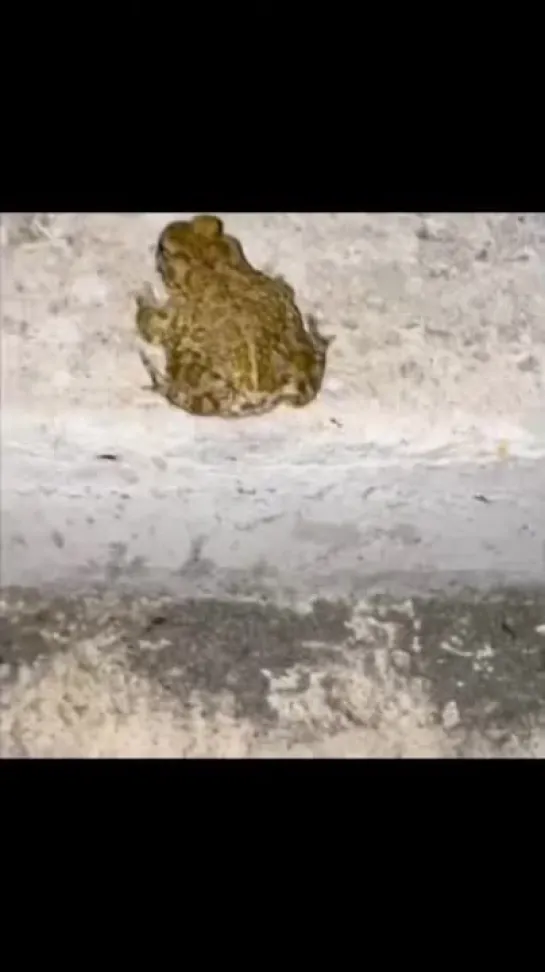 frog npc