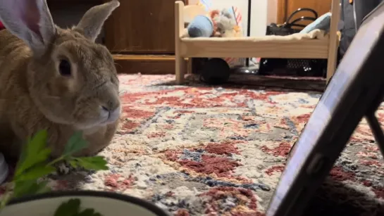 An entertained rabbit