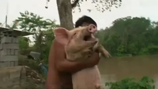 Pig Screaming