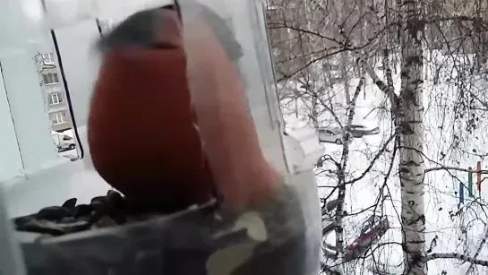 Толстый снегирь (The fat bullfinch).